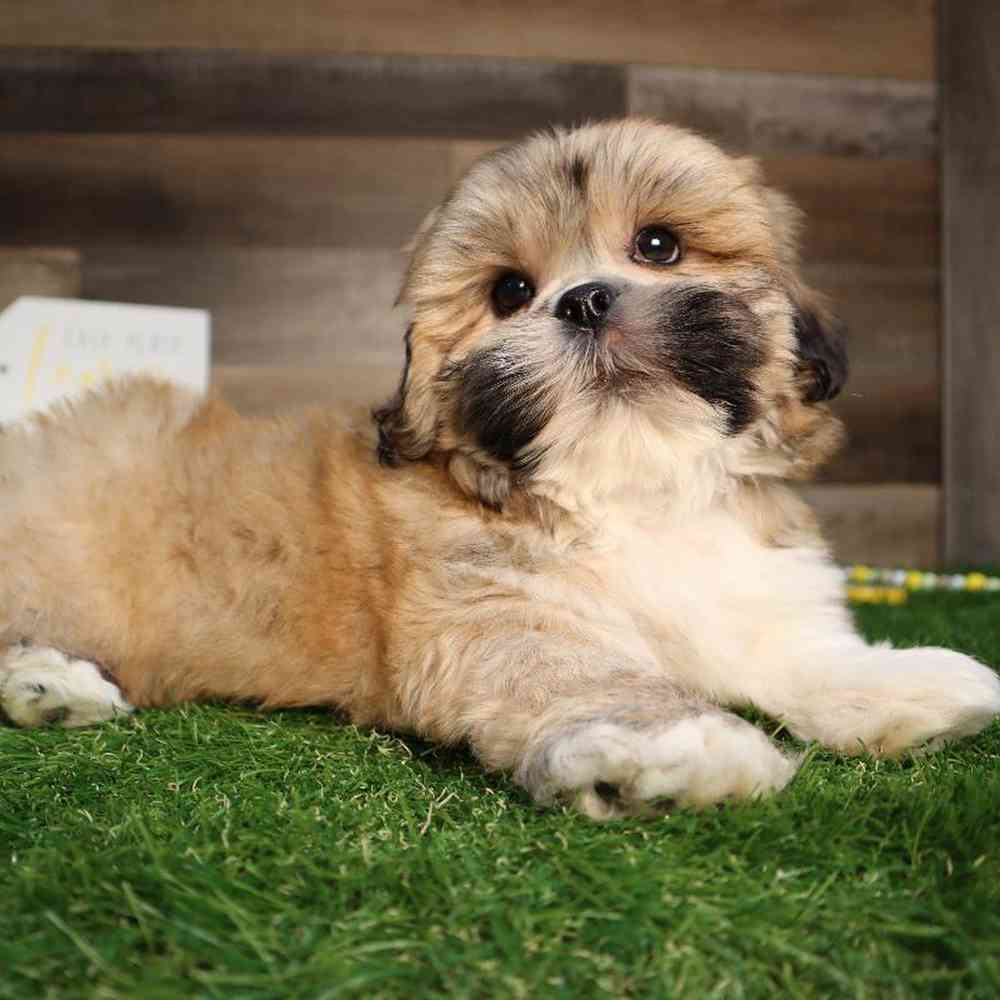 carousel pet images