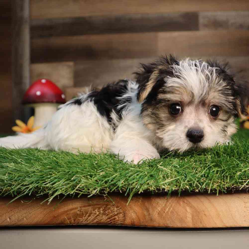 carousel pet images
