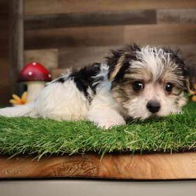 Morkie