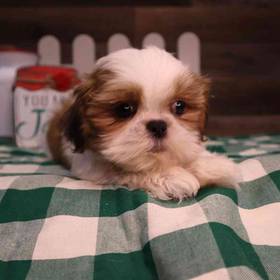 Shih Tzu