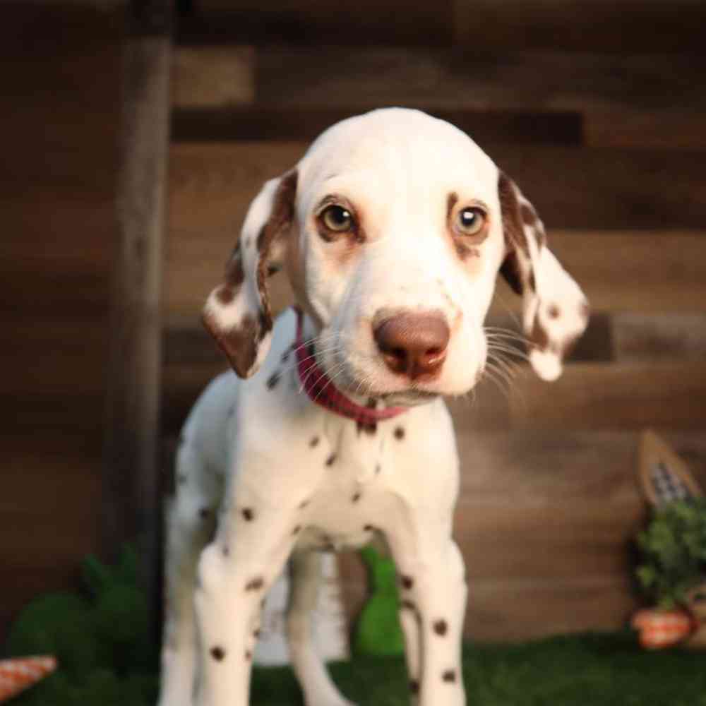 Female Dalmation Puppy for Sale in Blaine, MN