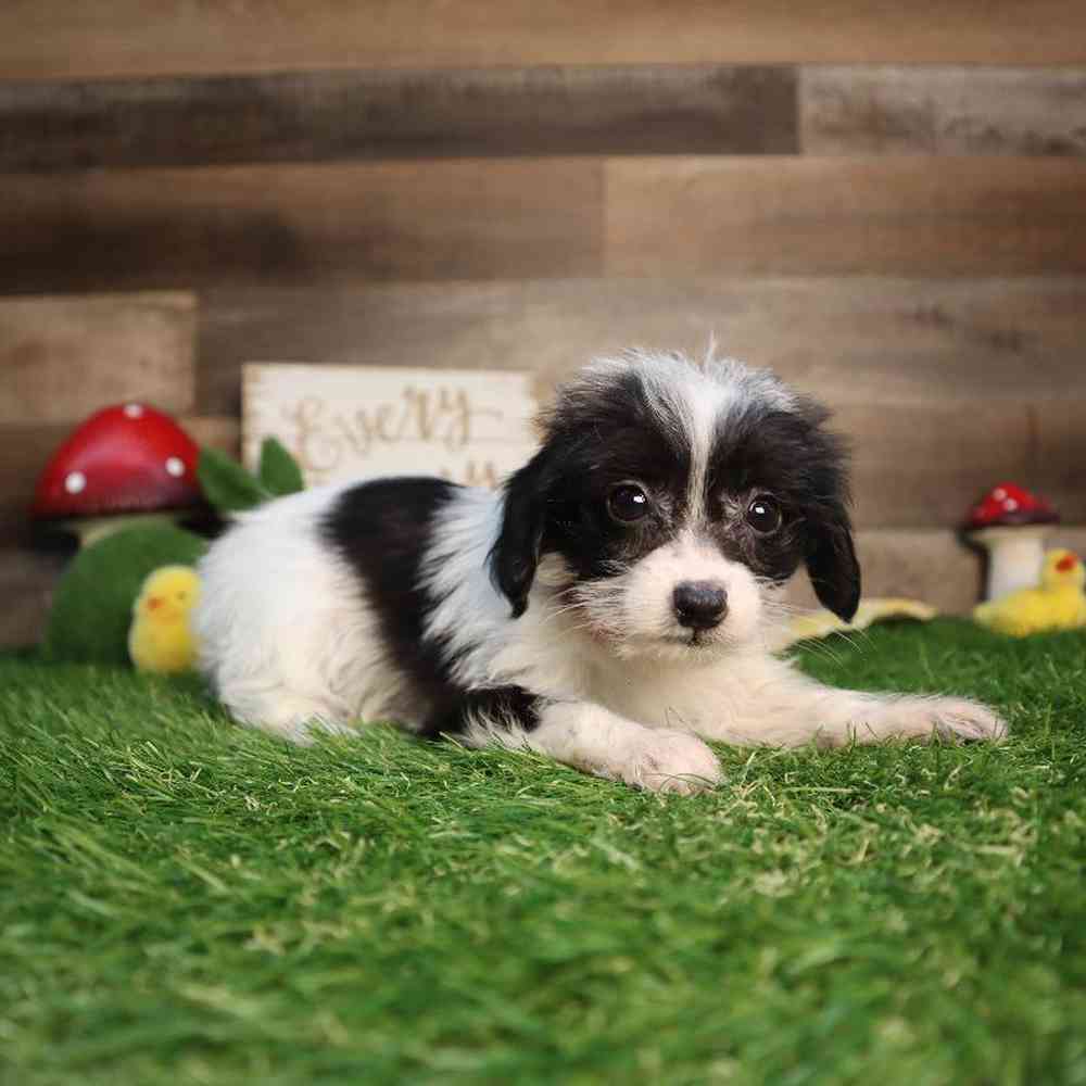 Female Yorkie-Poo Puppy for Sale in Blaine, MN
