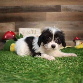Yorkie-Poo