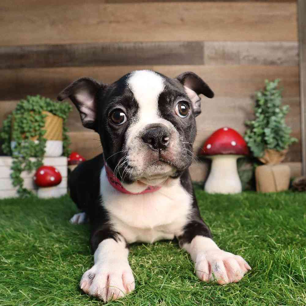 carousel pet images