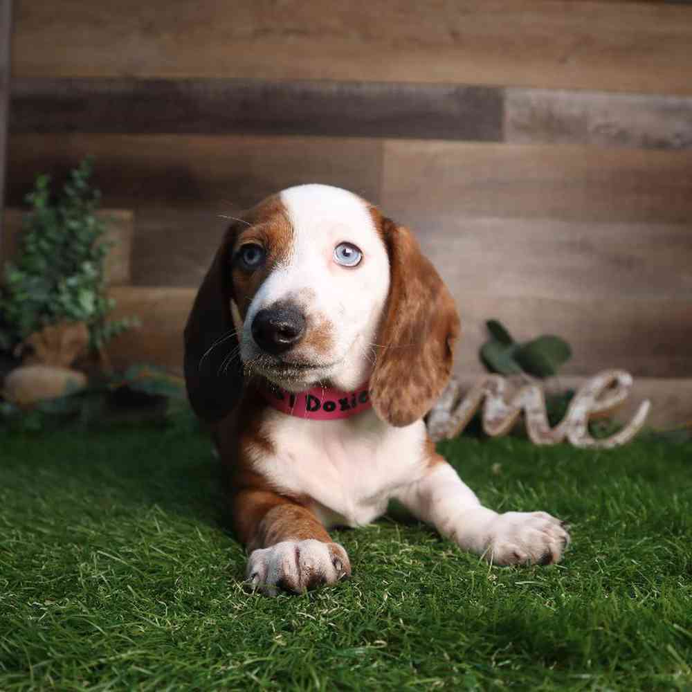 carousel pet images