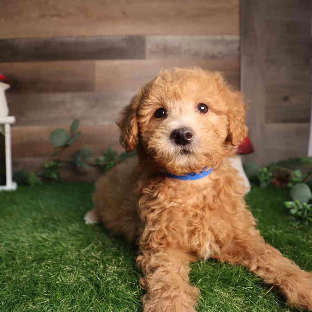 carousel pet images