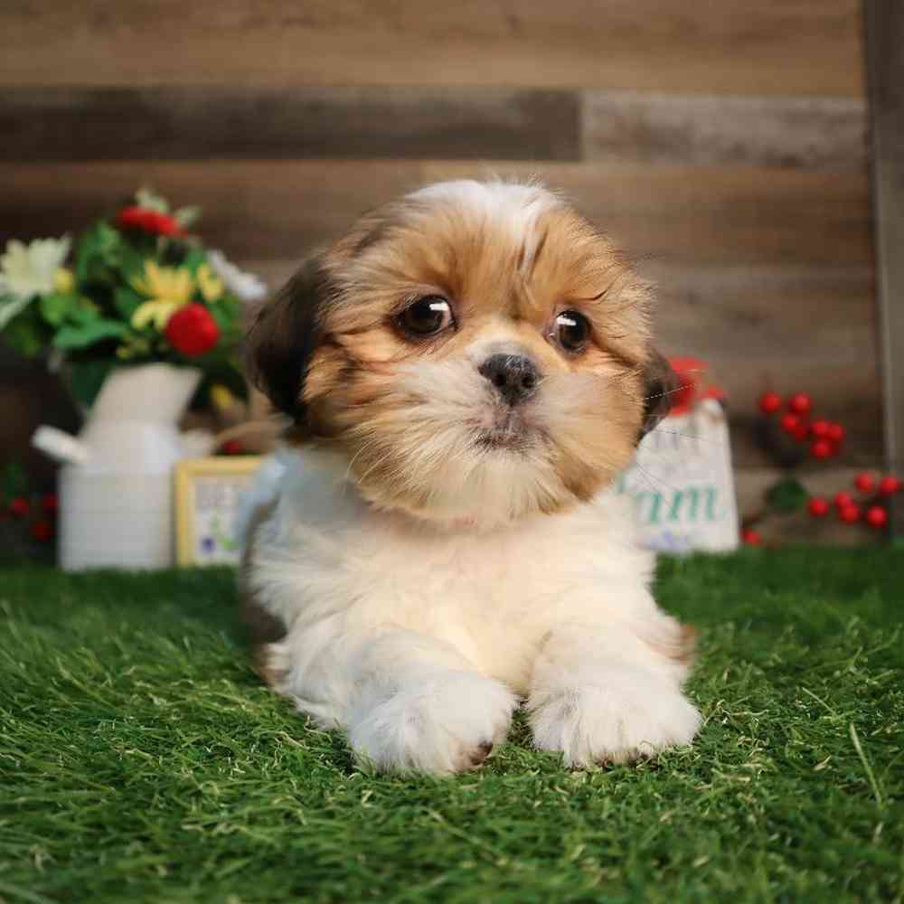 carousel pet images