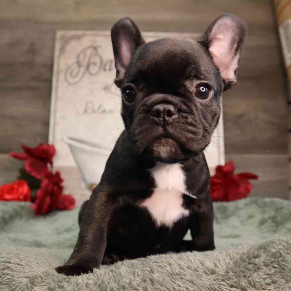 Male French Bulldog Puppy for Sale in Blaine, MN