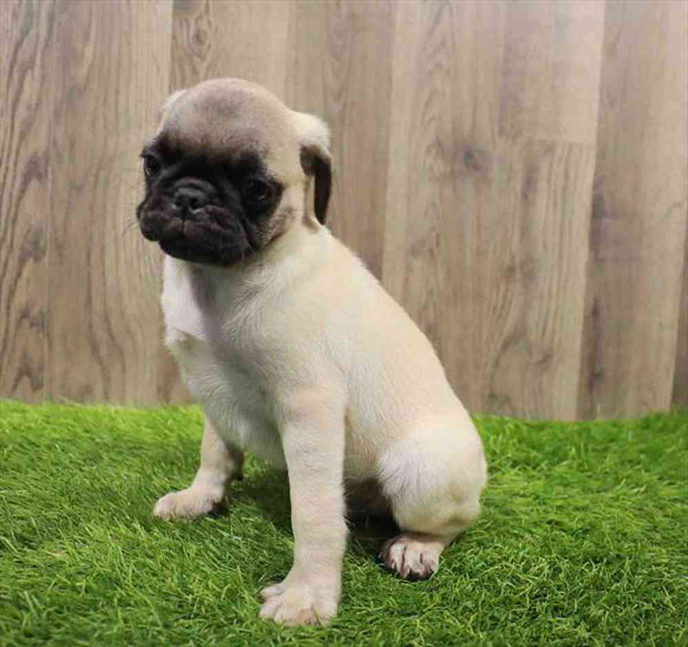 White pug sales puppies for sale