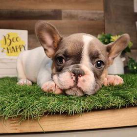 French Bulldog