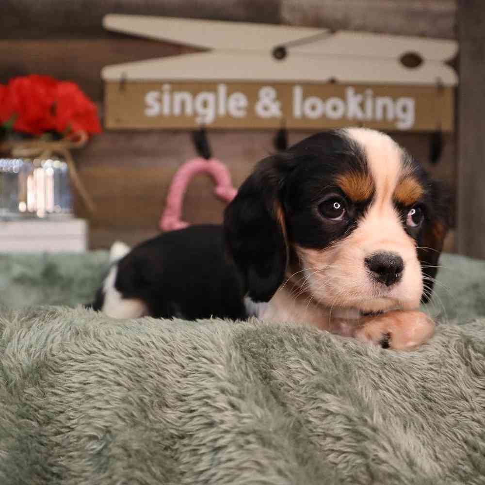 carousel pet images