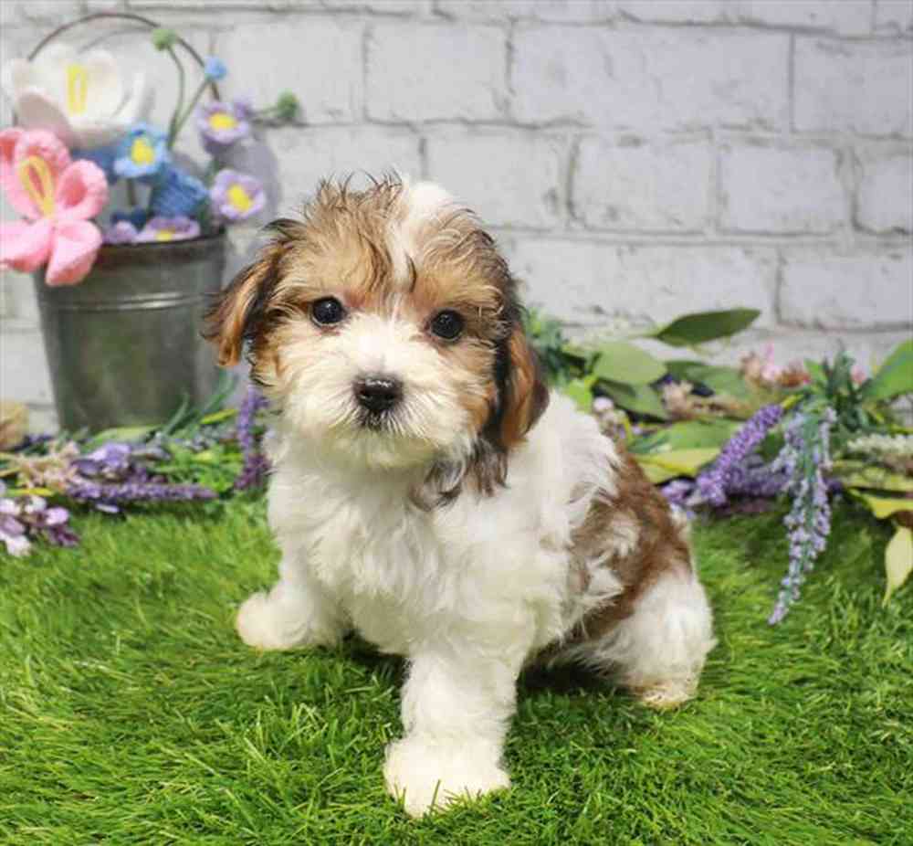 carousel pet images