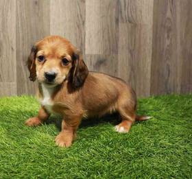 Dachshund