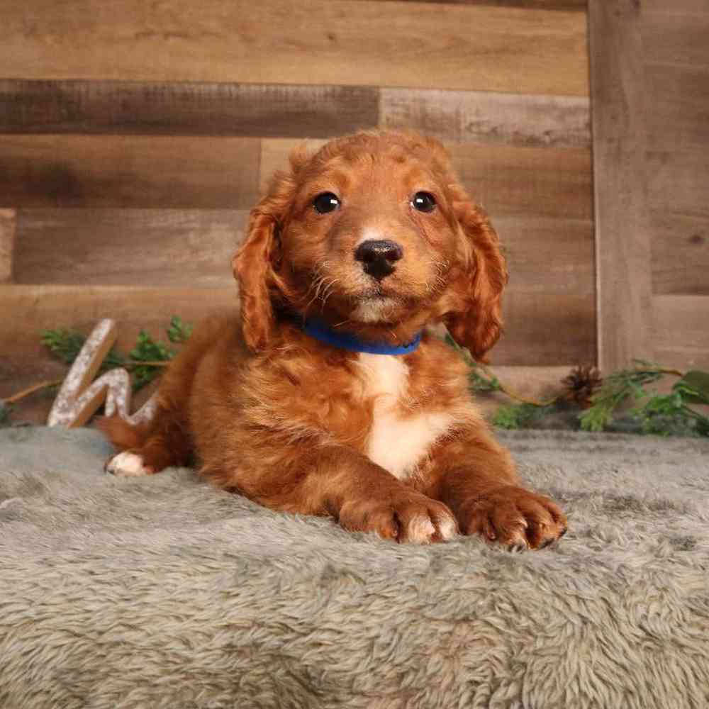 carousel pet images