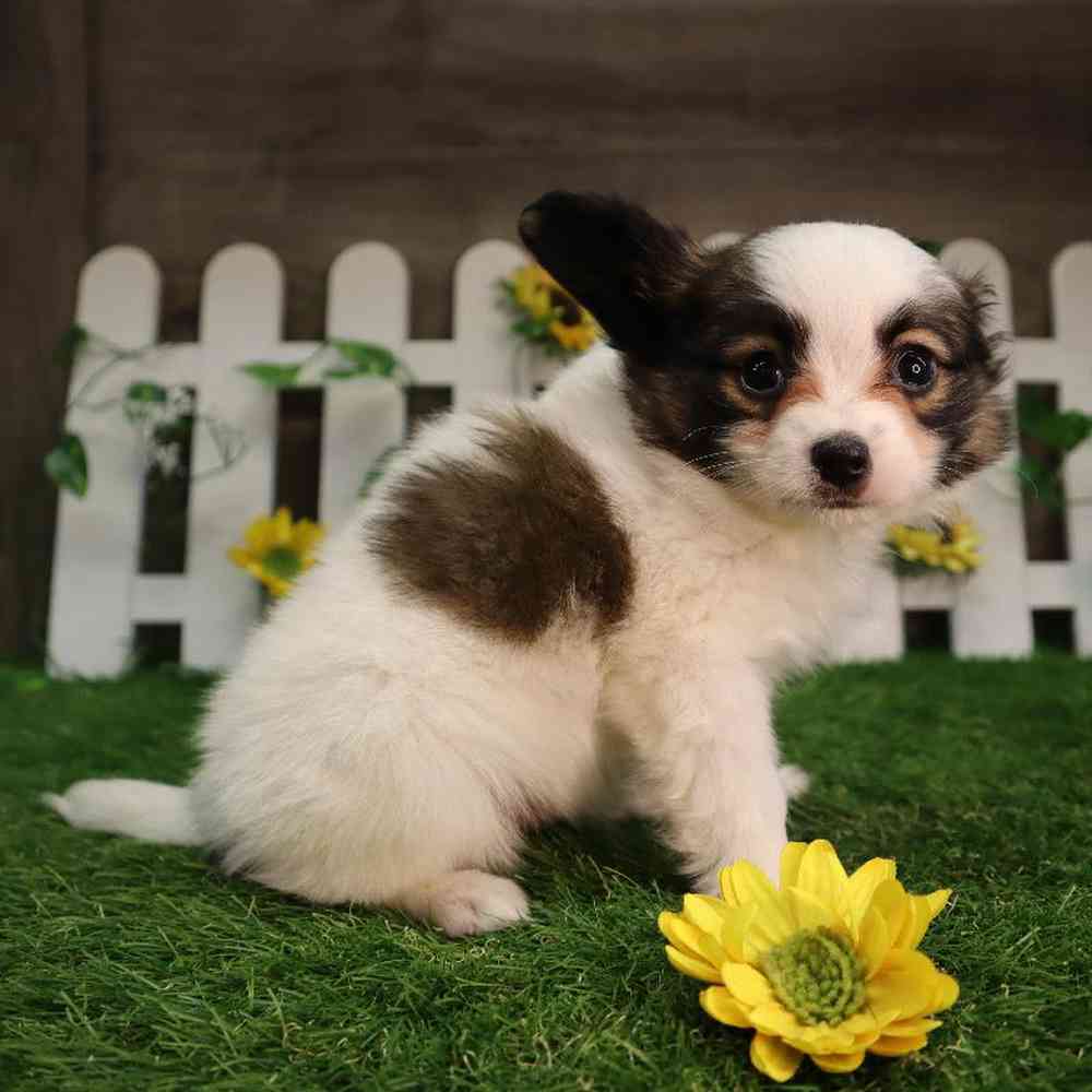 carousel pet images