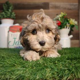 Shipoo