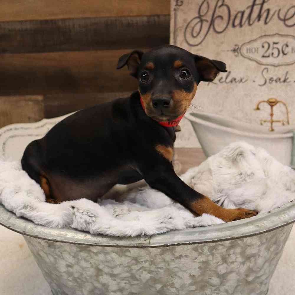 Male Min Pin Puppy for sale