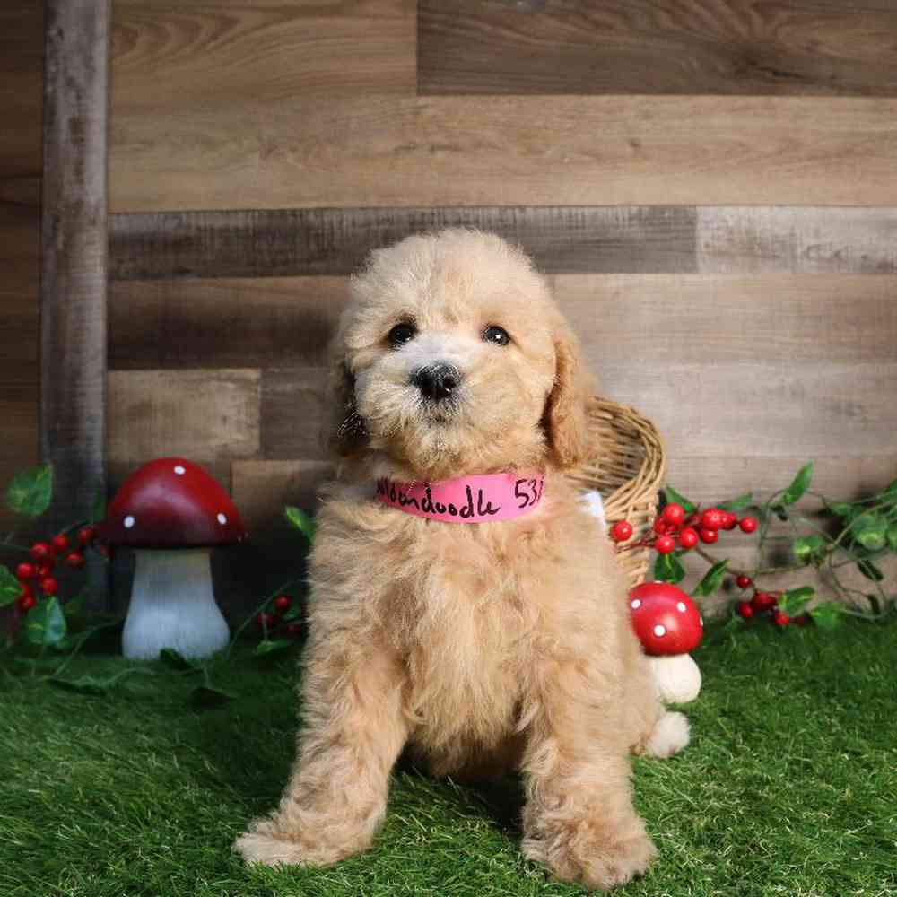 Female Mini Goldendoodle Puppy for Sale in Blaine, MN