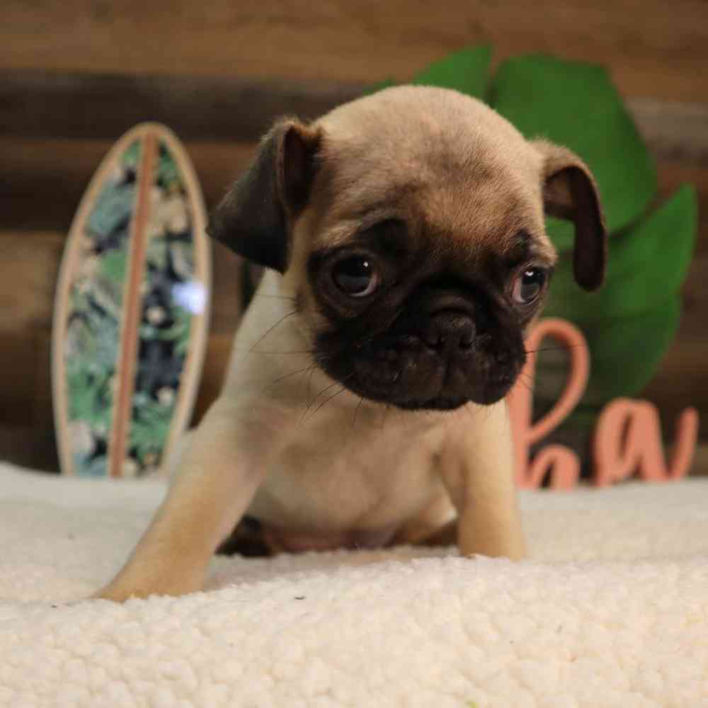 Male Pug Puppy for Sale in Blaine, MN