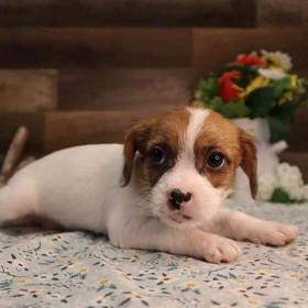 Ratshi Terrier
