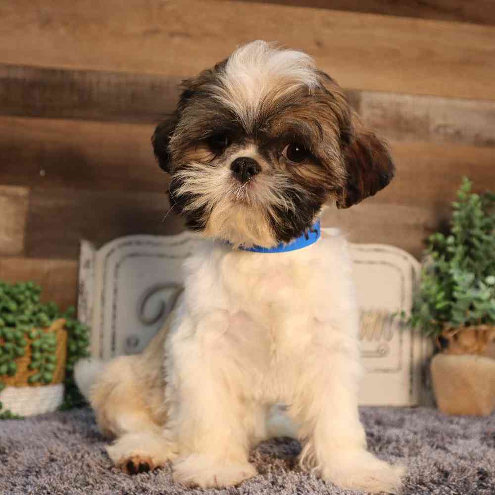 carousel pet images