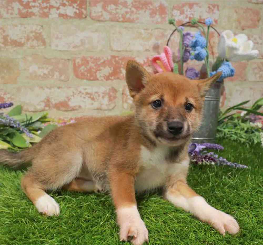 carousel pet images
