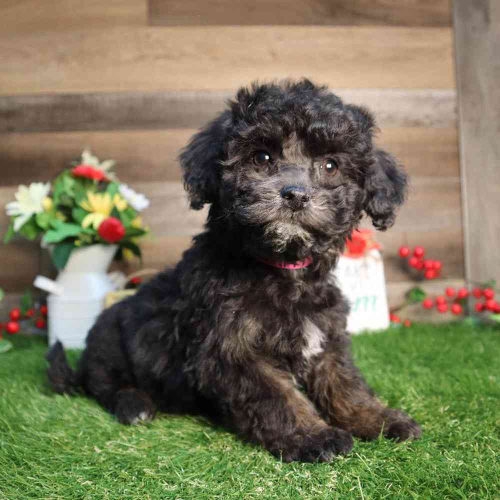 pet breed image