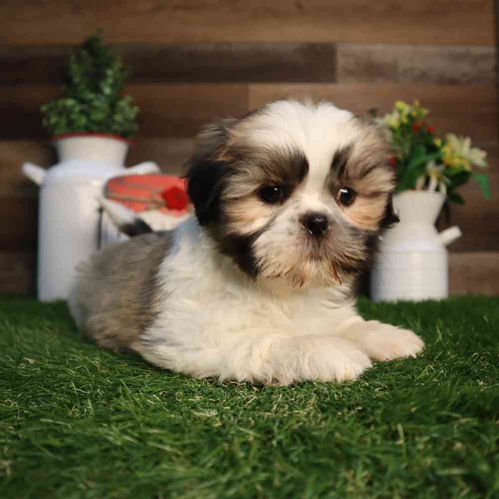 carousel pet images