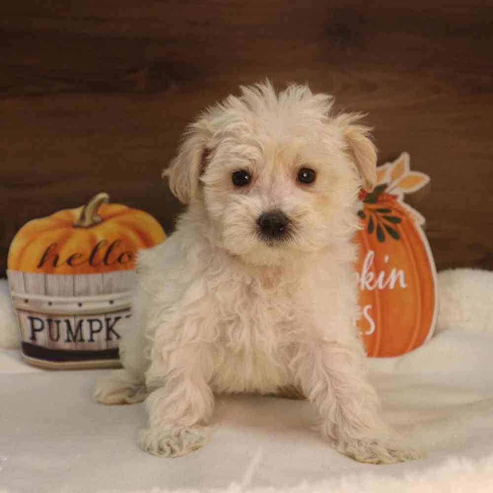 Male Maltichon Puppy for sale