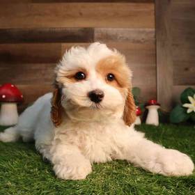 Cockapoo