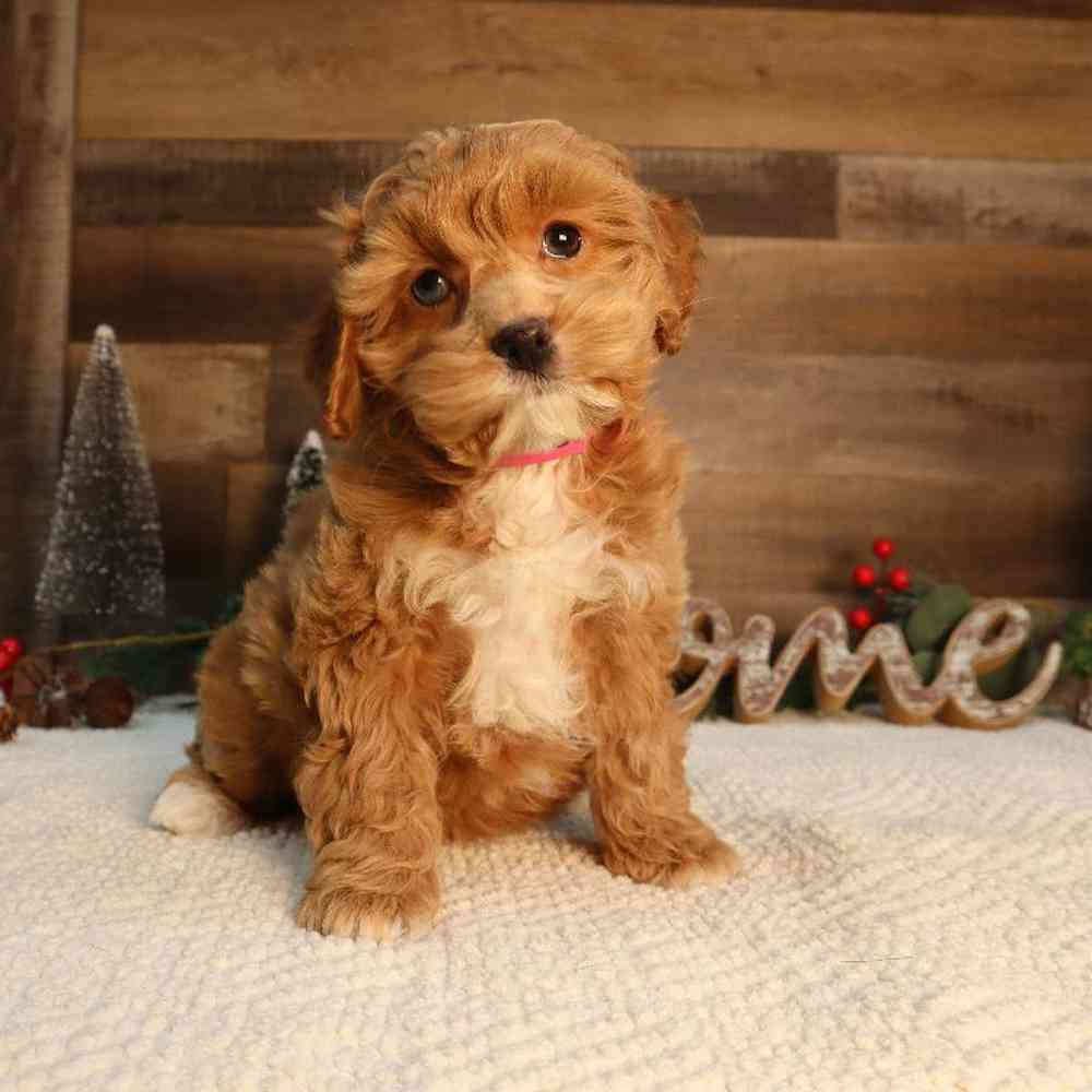 Cockapoo Puppy for sale - Four Paws and a Tail