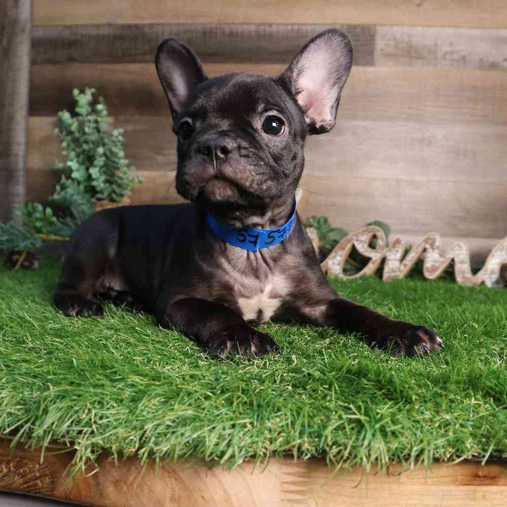 Male French Bulldog Puppy for Sale in Blaine, MN