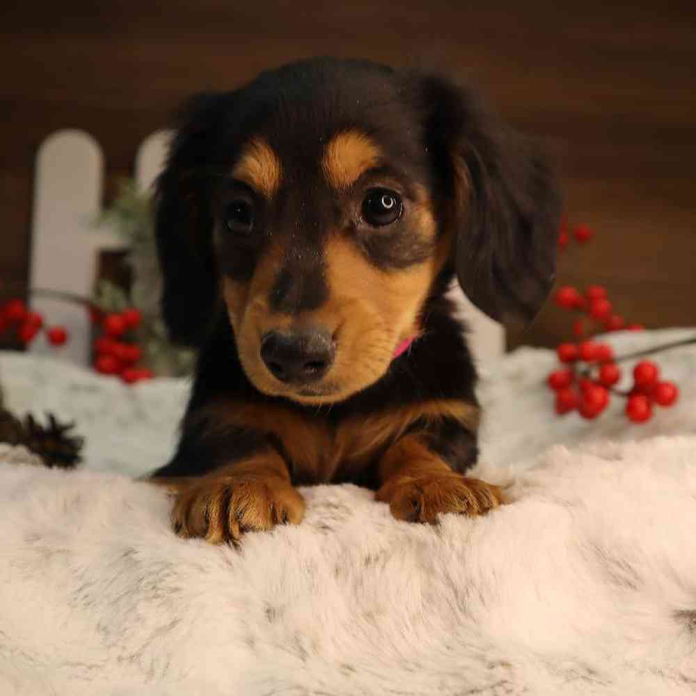 Female Dachshund Puppy for Sale in Blaine, MN