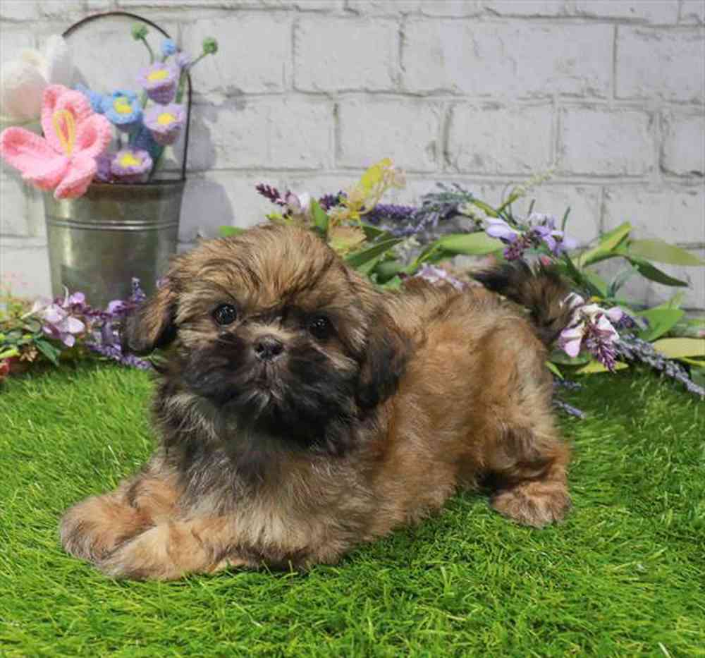 carousel pet images
