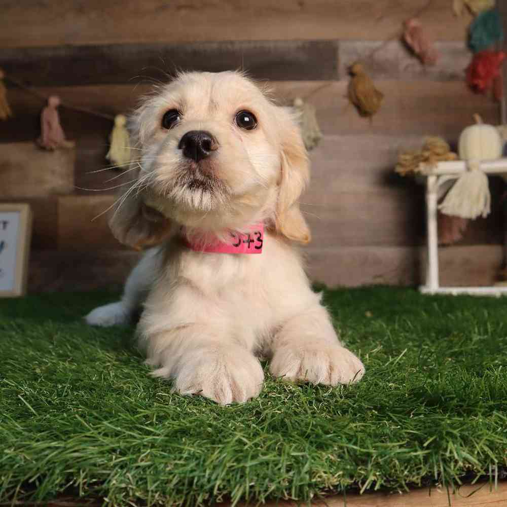 carousel pet images