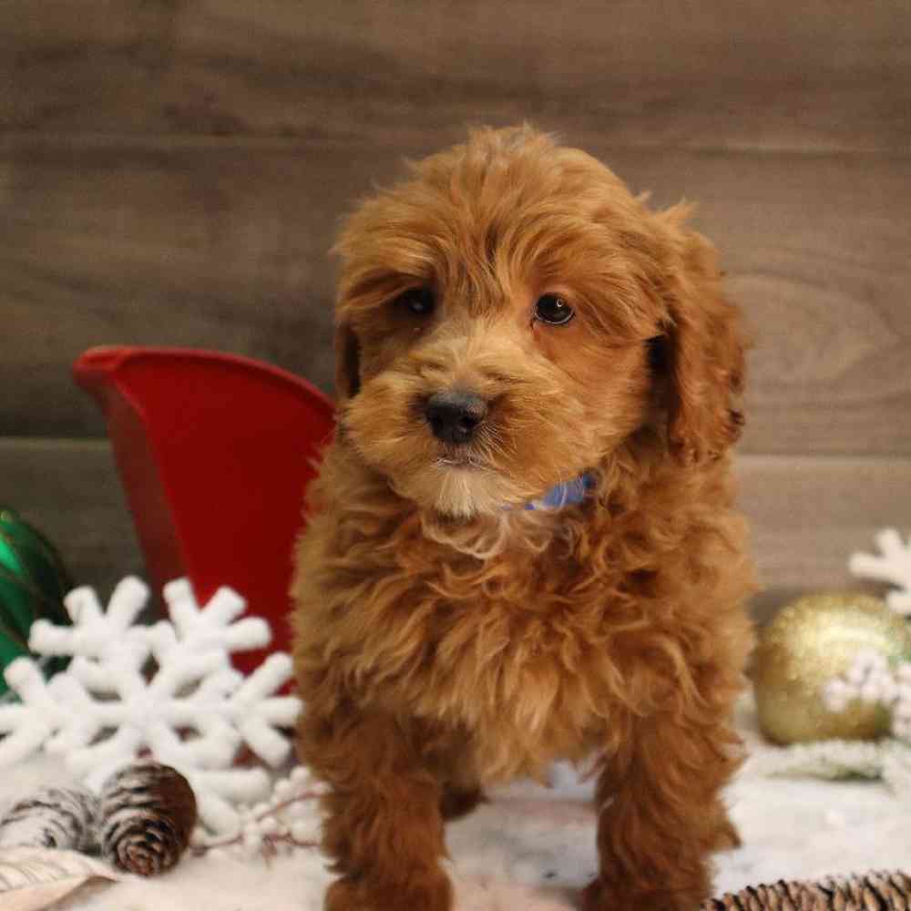 carousel pet images