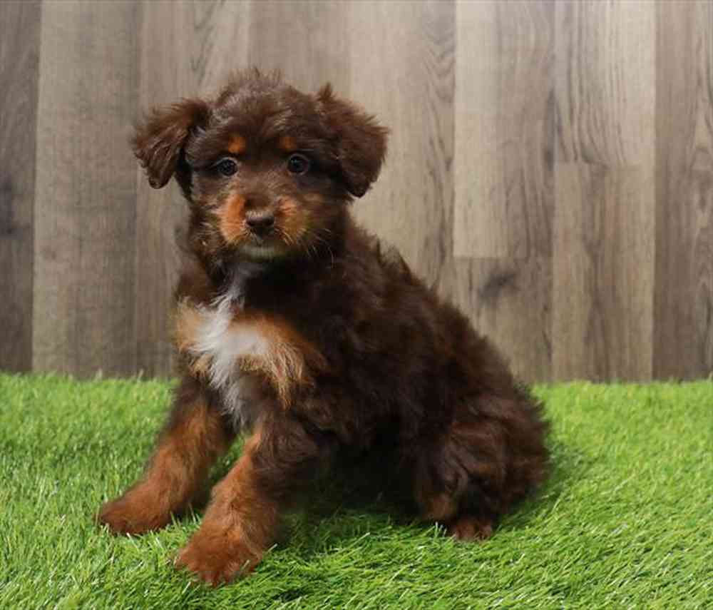 carousel pet images