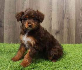 Mini Aussiedoodle
