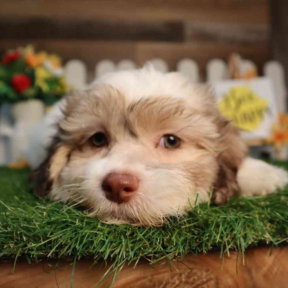 carousel pet images