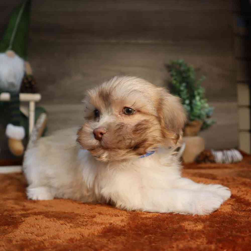 Welcome To Four Paws And A Tail Welcome to four paws and a tail
