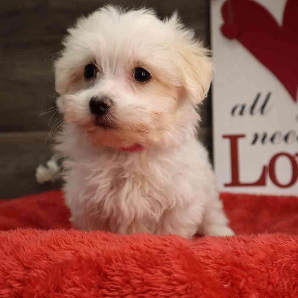 Female Maltese Puppy for Sale in Blaine, MN
