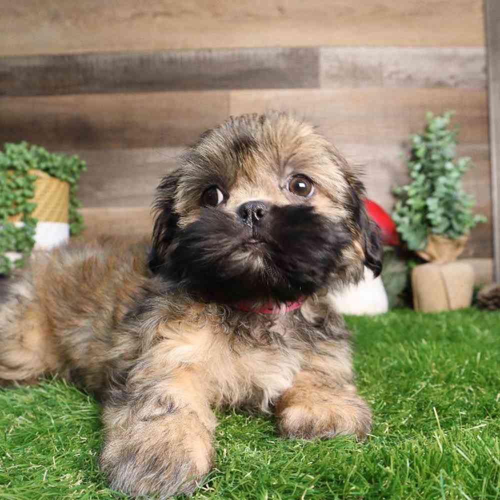 Female Shih Tzu Puppy for Sale in Blaine, MN