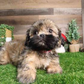 Shih Tzu