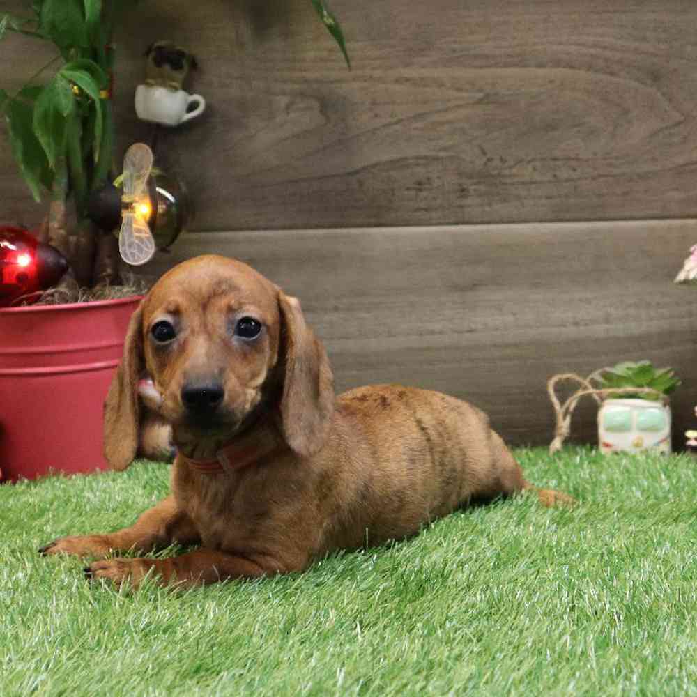 Female Dachshund Puppy for sale