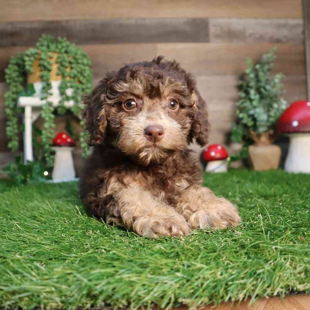Male Mini Poodle Puppy for Sale in Blaine, MN