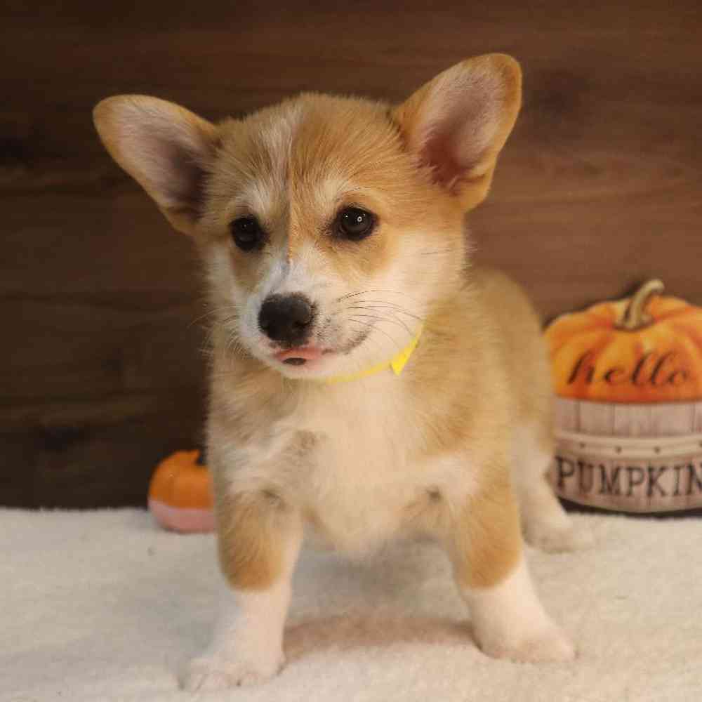 Female Pembroke Welsh Corgi Puppy for sale