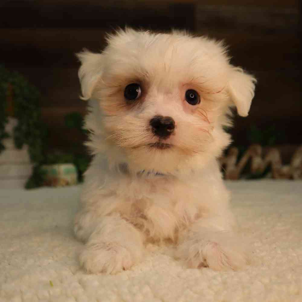 Male Maltese Puppy for Sale in Blaine, MN