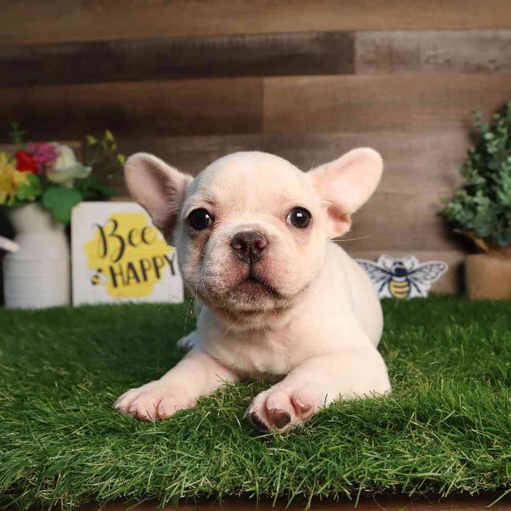 Female French Bulldog Puppy for Sale in Blaine, MN