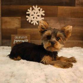 Yorkshire Terrier