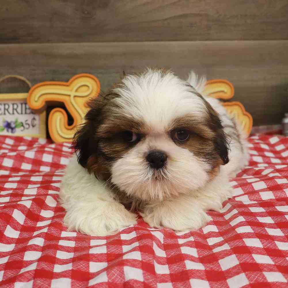 carousel pet images